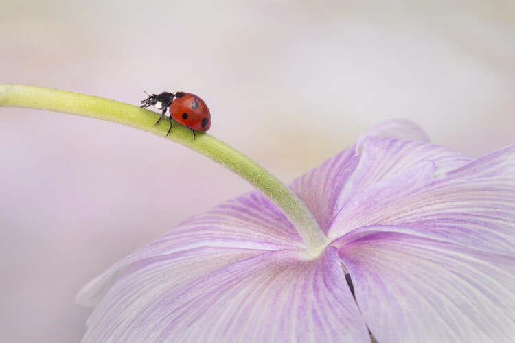 Valokuvataide Ladybird on Anemone flower