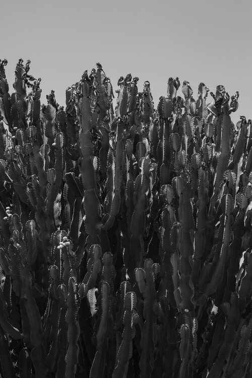 Kunstfotografie cactus1