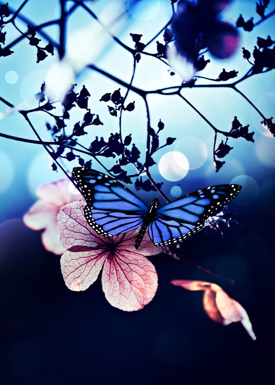 Art Poster Blue butterfly on pink cherry blossom