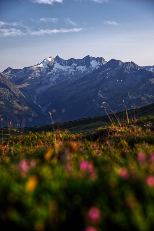 Konstfotografering Flower meadow in front of a glacier