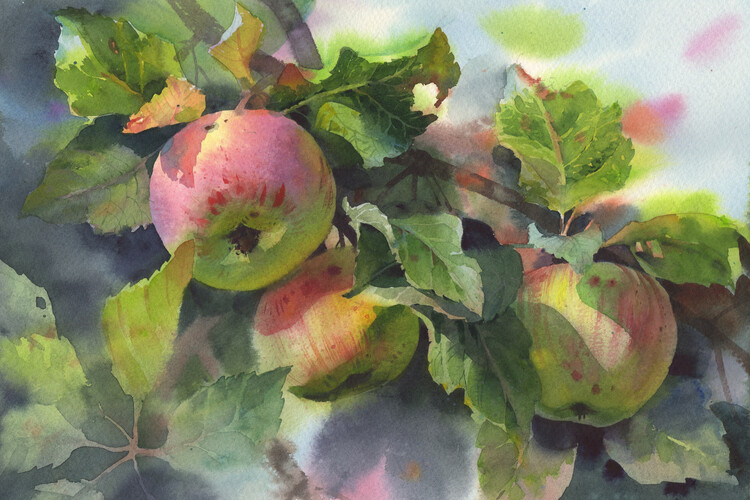 Ilustração Branch with apples