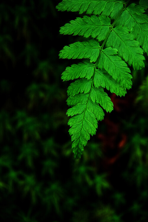 Art Photography Green fern in the forest