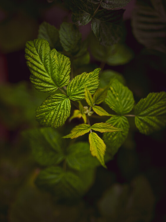 Umjetnička fotografija Green plant II