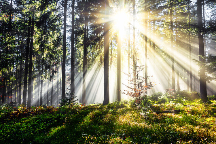 Forest in the morning fog in the Black Forest | Julisteet, taideprintit,  seinämuraalit | Europosters