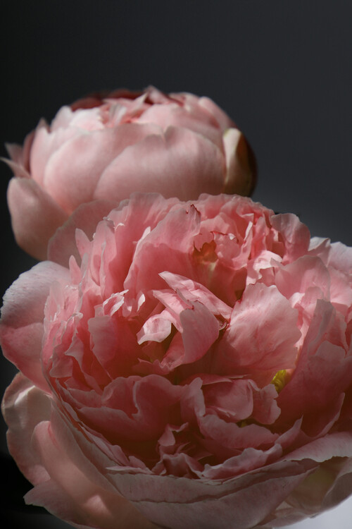 Canvas Print Couple of peonies in blush
