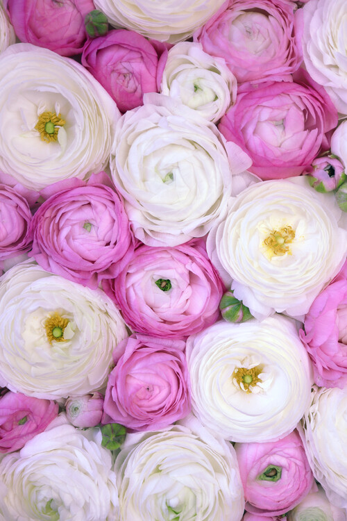 Art Photography Ranunculus extravaganza 3 in hot pink