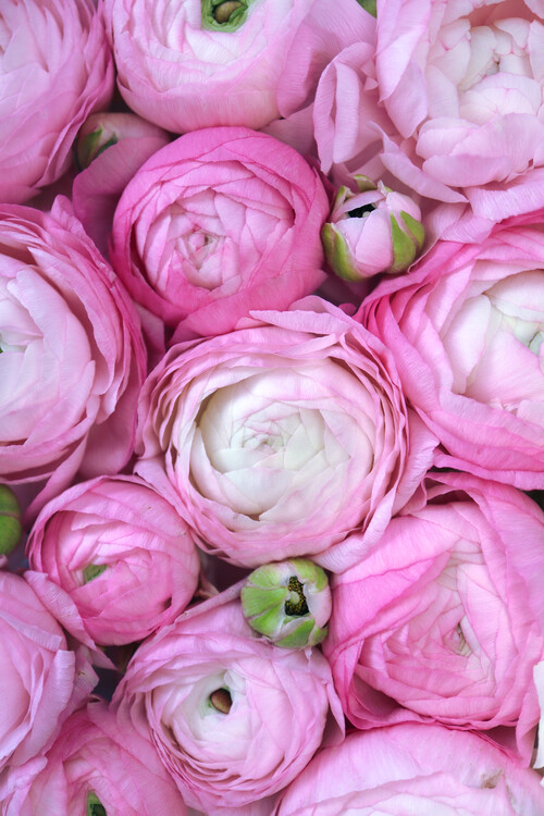 Art Photography Bouquet pink peony