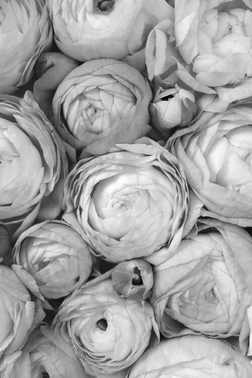 Umjetnička fotografija Ranunculus extravaganza 1 in gray