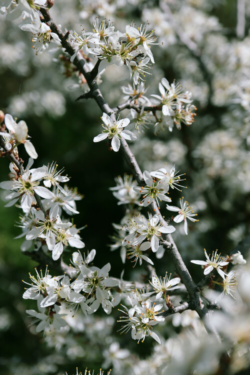 Konstfotografering Spring flowering branches