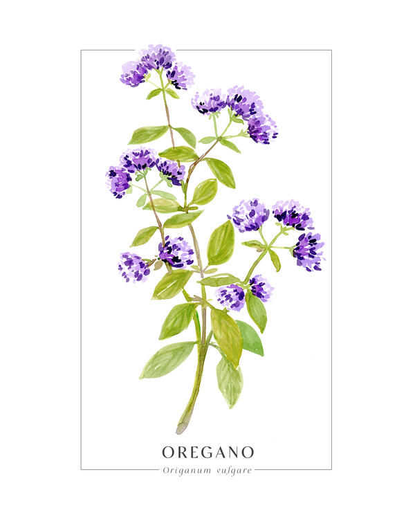 Kuva Oregano loose watercolor