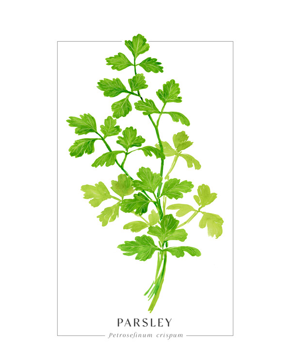 Kuva Parsley loose watercolor