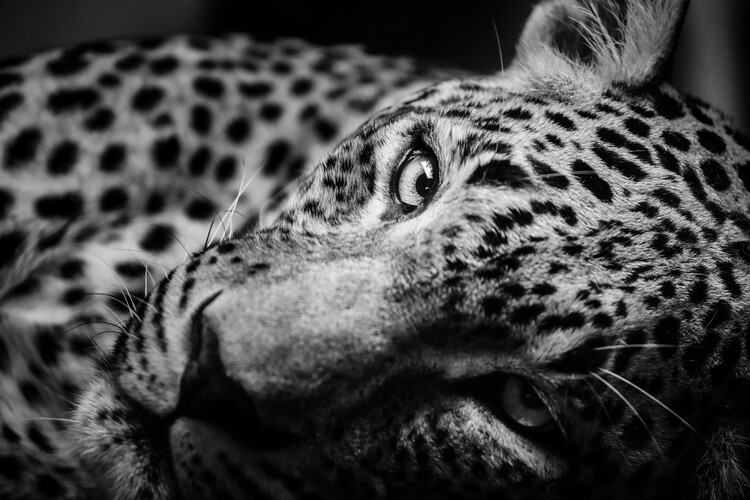 Fotografie de artă Leopard