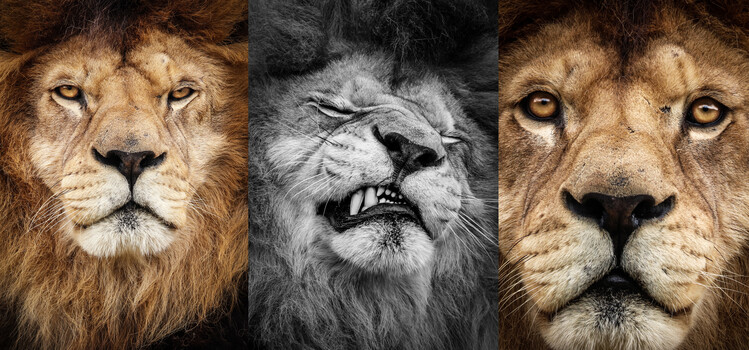 Art Photography Three lions