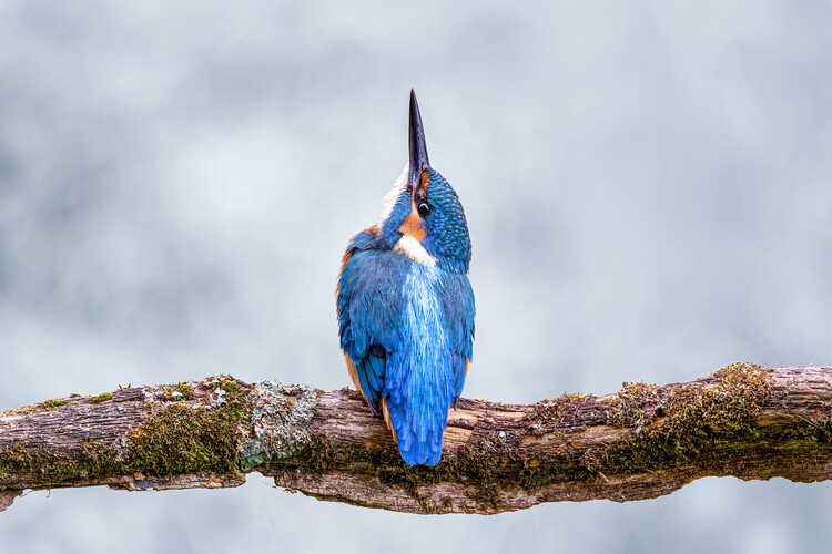 Art Photography Kingfisher