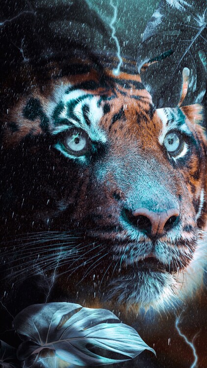 Kunstfotografie Blue eyed tiger in the rain