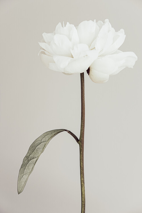 Art Photography Peony 07