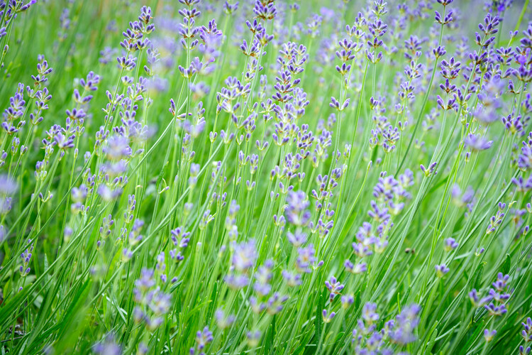 Konstfotografering Beautiful nature background - intensely blooming lavender field in the garden.