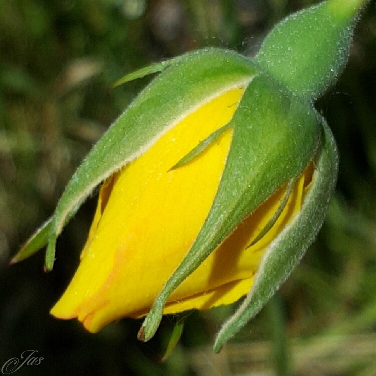 Művészeti fotózás A Yellow Rosebud