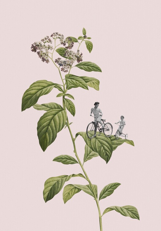 Ilustrare Botanical cycling