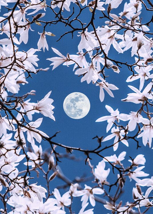 Art Photography Moon Branches
