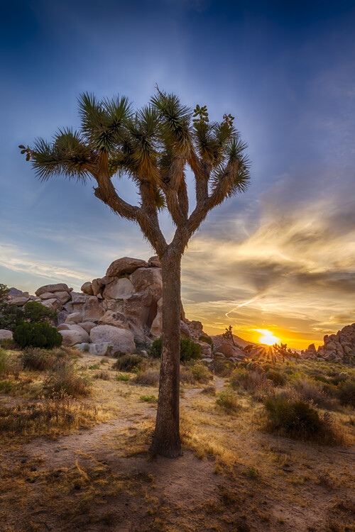 Art Photography Charming sunset at Joshua Tree National Park