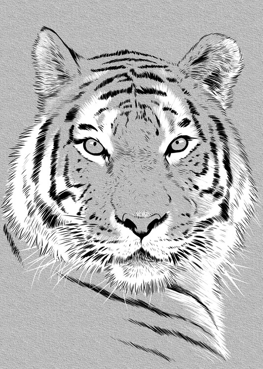 Ilustracija Sketch tiger