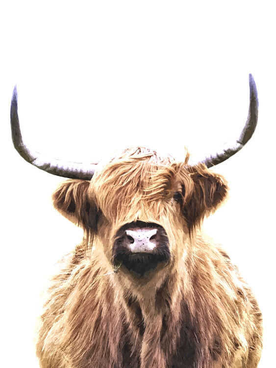 Illustration Highland Cow