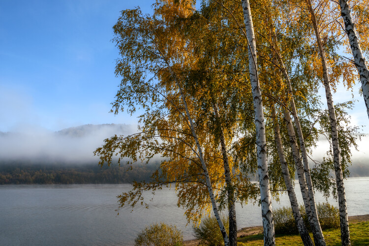 Art Photography Beautiful autumn landscape with birch trees and misty lake on a sunny morning day.