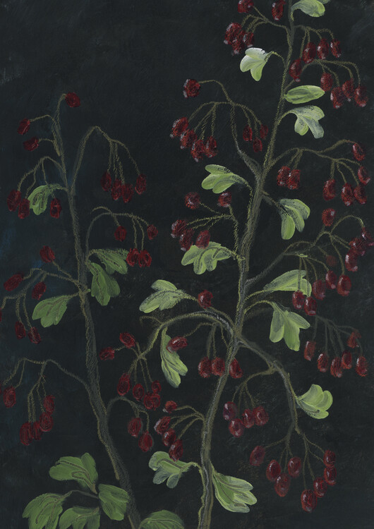 Illustration Theiam hawthorn