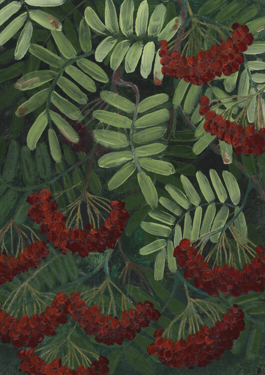 Illustration Rowann berries