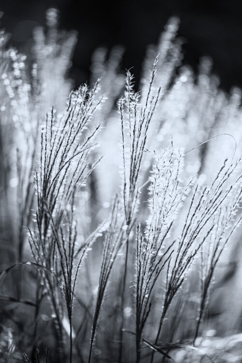 Art Photography tall grass, Blowing in the wind