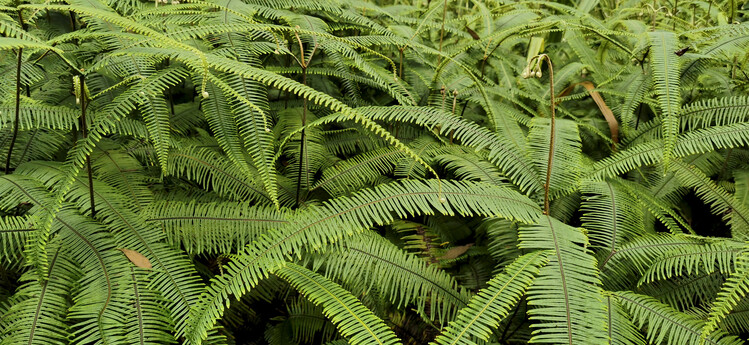 Arte Fotográfica Fern. Volcano Arenal Park - Costa Rica