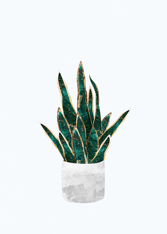 Illustration Golden Snake Plant House Plant