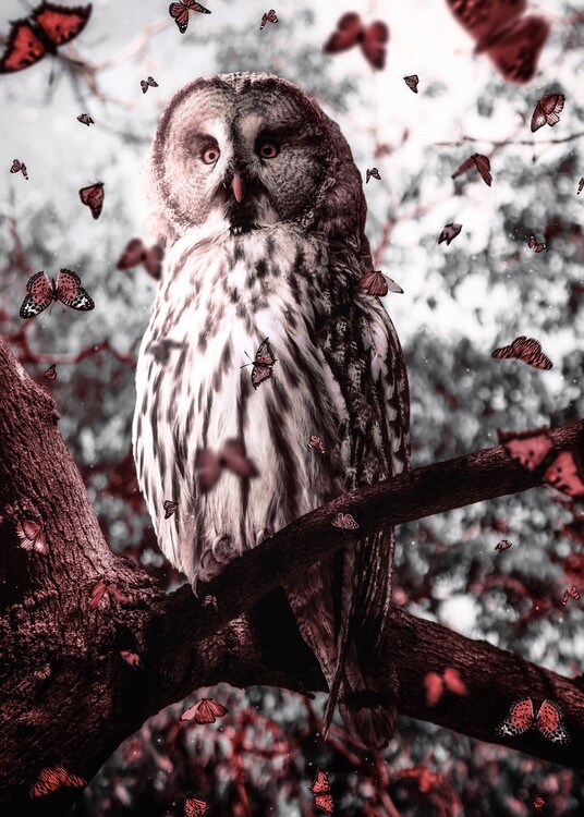 Art Photography Owl Leaves Butterfly Autumn Season