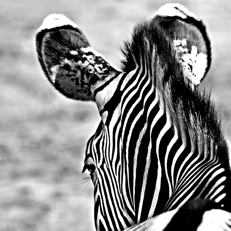 Umělecká fotografie Zebra head from behind monochrome