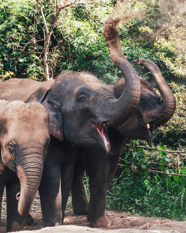 Art Photography Baby Elephant