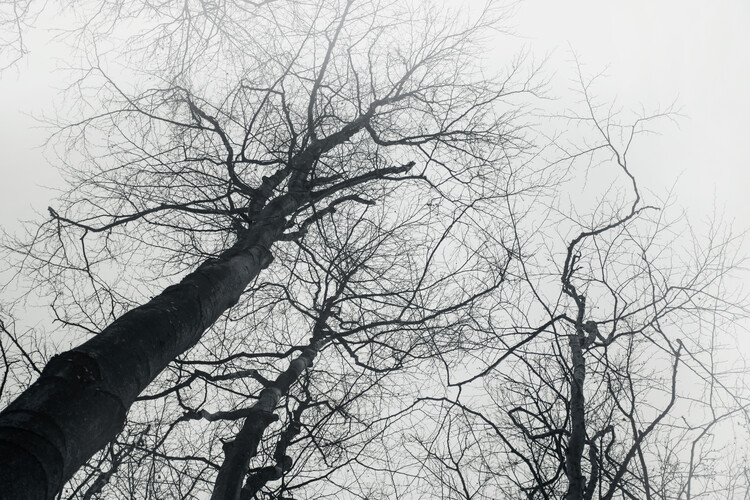 Art Photography Crowns of the trees in the morning fog.