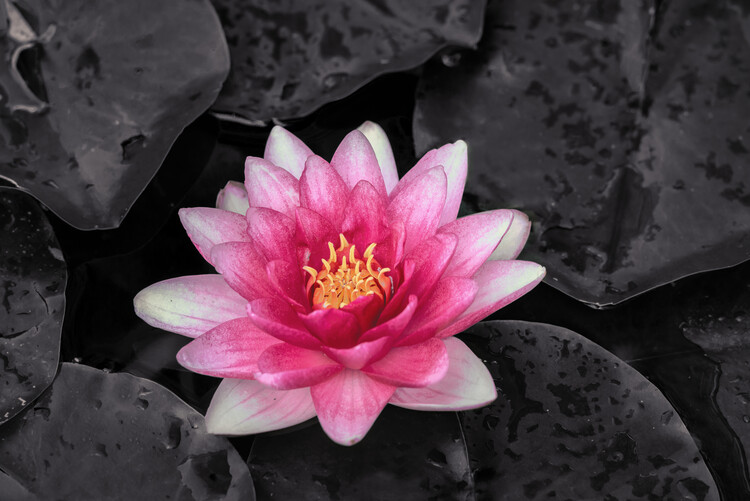 Fotografia artystyczna Beautiful pink water lily surrounded by dark leaves on a pon