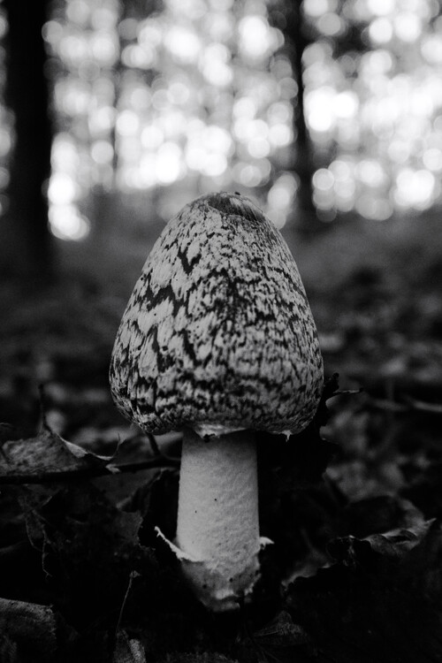 Art Photography Mushroom