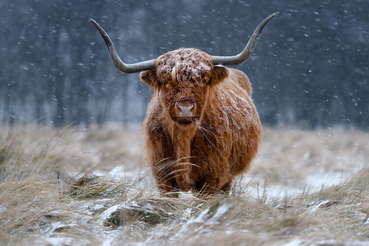 1 Pezzo Stampa Tela Colorata Mucca Highland Ritratto Animale