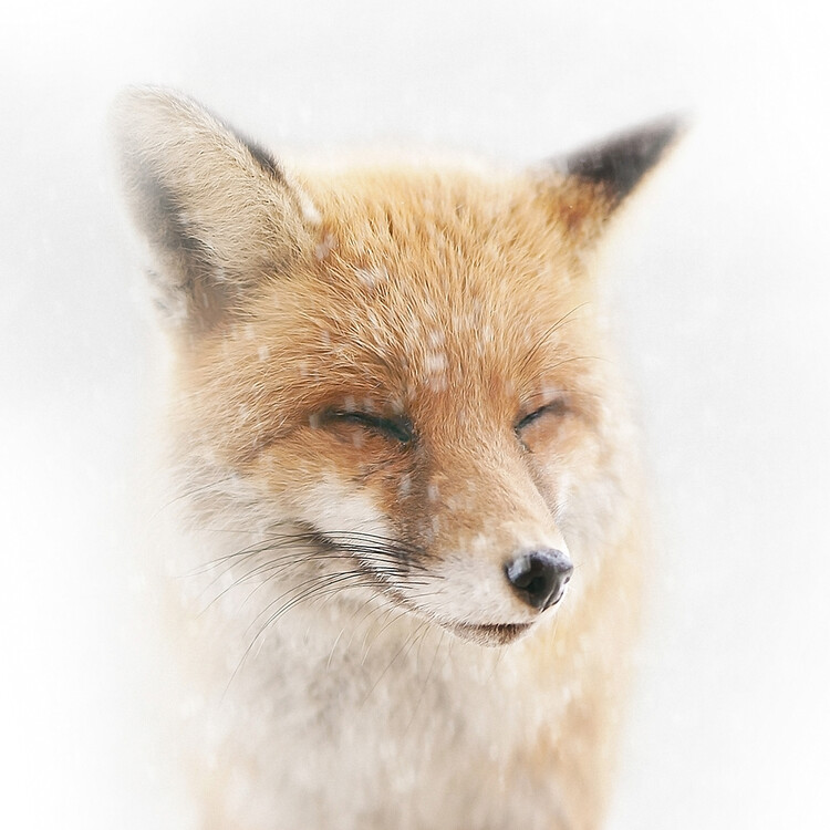 Illustration Fox watercolor image