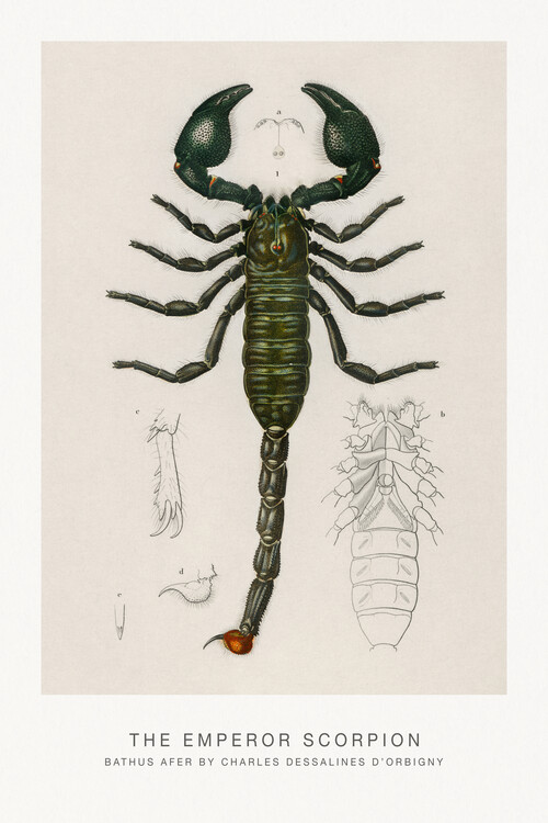 Fine Art Print The Emperor Scorpion (Arachnid / Zoo) - Charles D'Orbigny