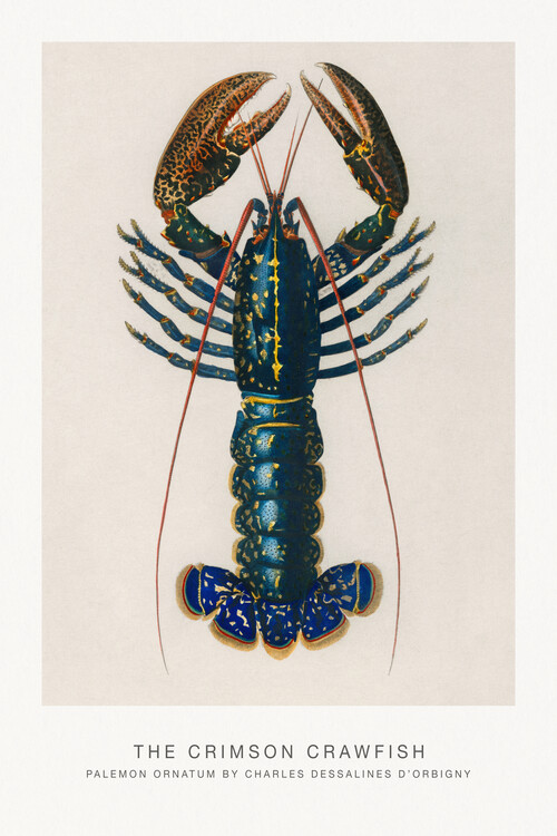 Fine Art Print The Crimson Crawfish (Lobster / Zoology) - Charles D'Orbigny