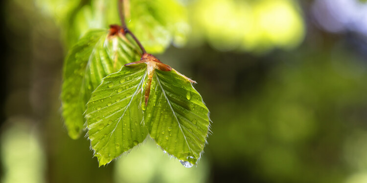Art Photography green beech leaf