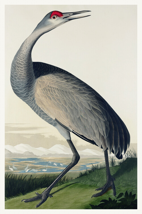 Sandhill Crane Limited Edition Print - The Queen – Chuck Black Art