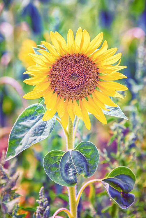 Art Photography Sunflower close-up