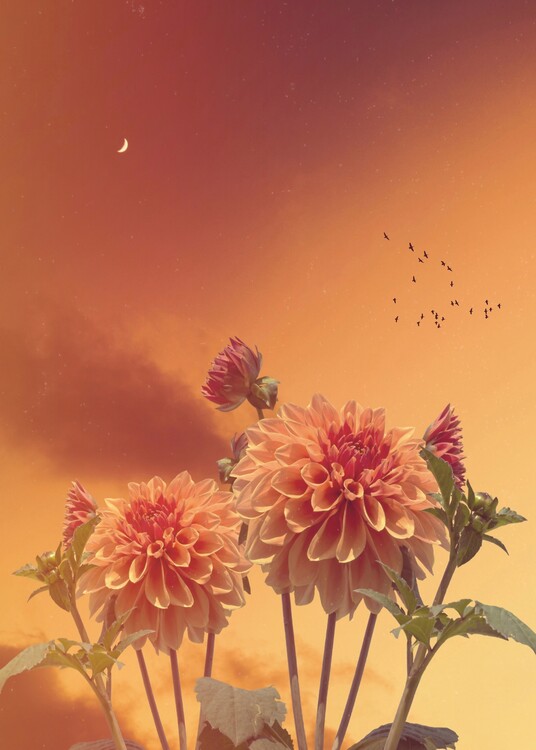 Poster de artă Aesthetic Dalia Orange and Sunset Crescent Moon