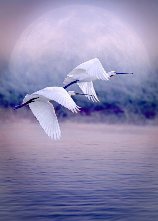 Fotografia artistica Birds that fly in front of the full moon