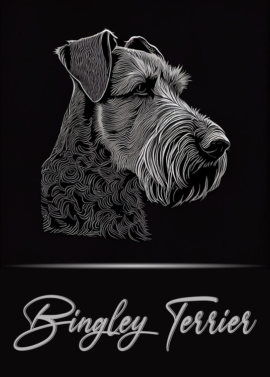 Illustrazione Bingley Terrier