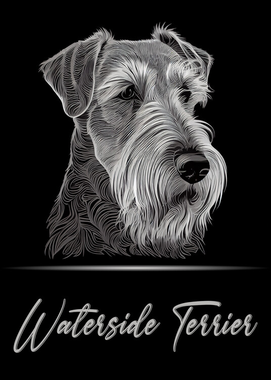 Illustrazione Waterside Terrier